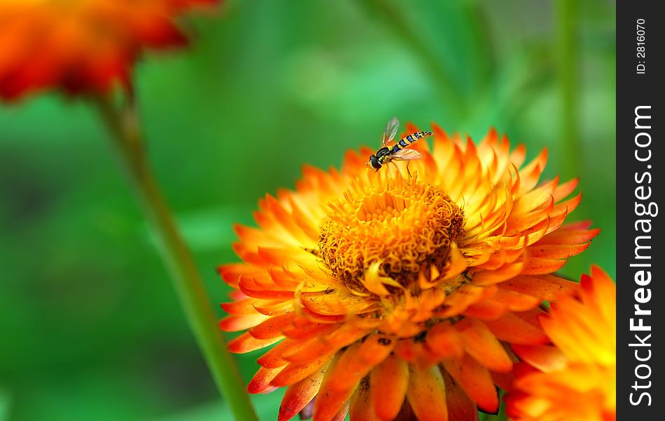 Orange flower with blur background