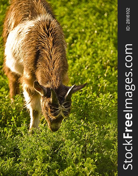 Grass grazing goat at sunset