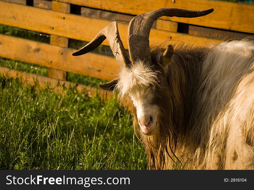 Goat looking over his left shoulder