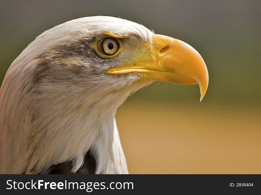 American Eagle in profile on a sunny Summers day