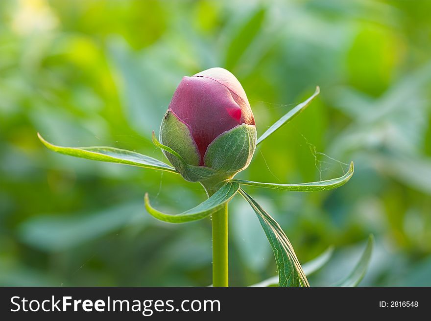 Flower bud - close-up