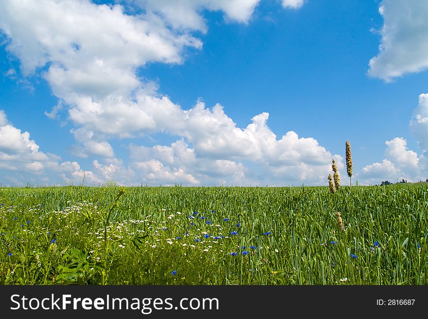 Green field over blue cloud sky