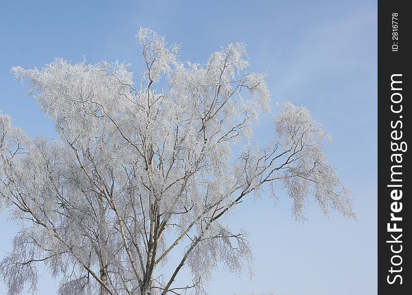 Winter Tree