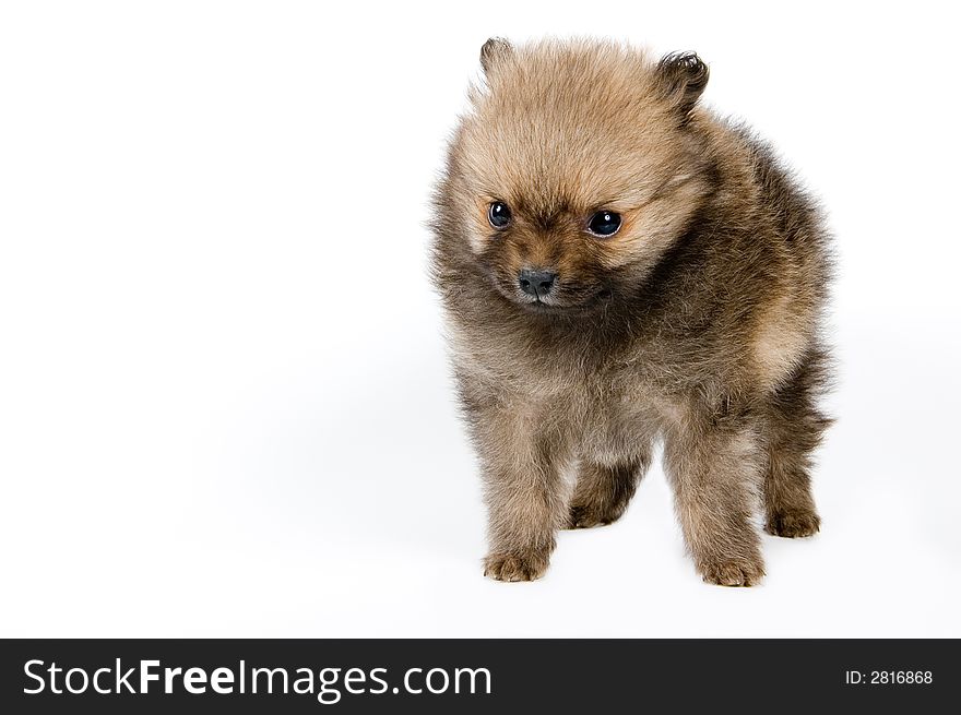 The Puppy Of The Spitz-dog