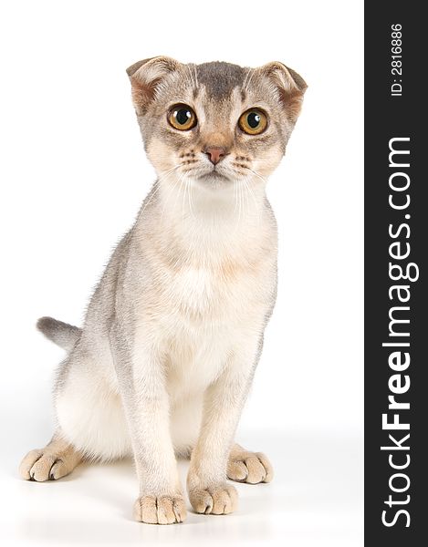 Kitten in studio on a neutral background