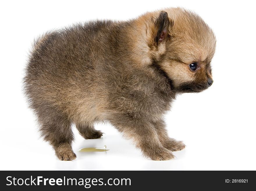 The puppy of the spitz-dog