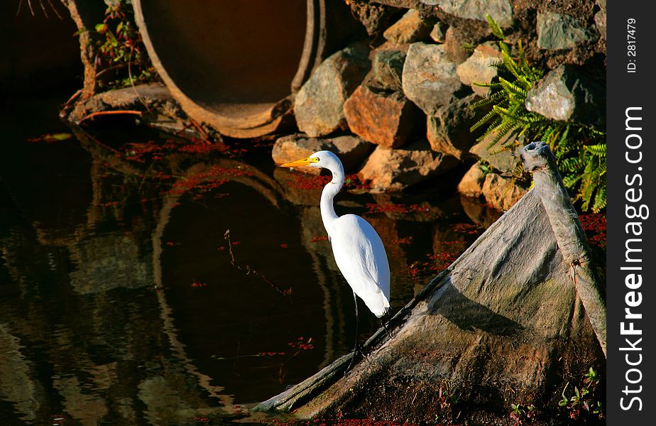 White heron perches near a culvert in a waterway.