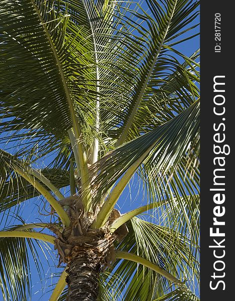 A palm tree in Kapiolani Park, Hawaii
Oahu Island