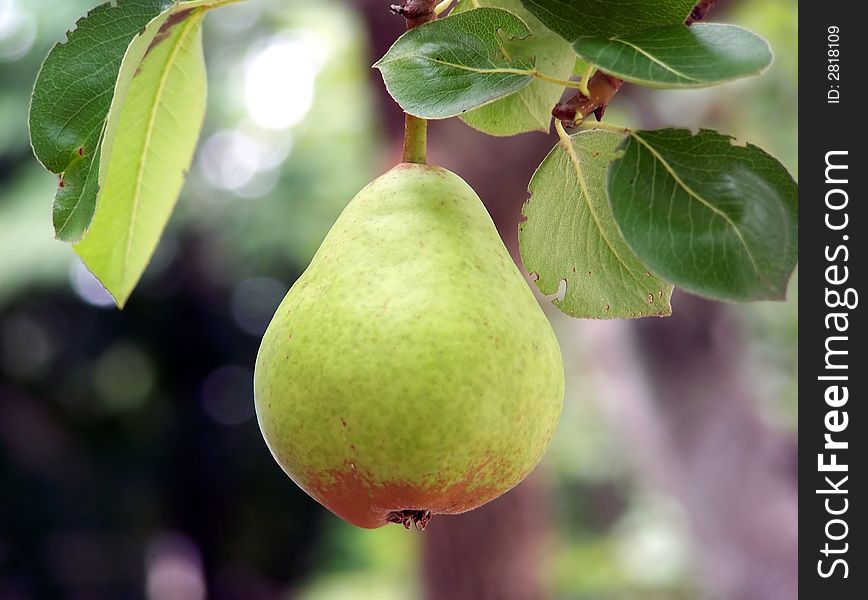 Single pear growing on tree, close-up, natural light. Single pear growing on tree, close-up, natural light.