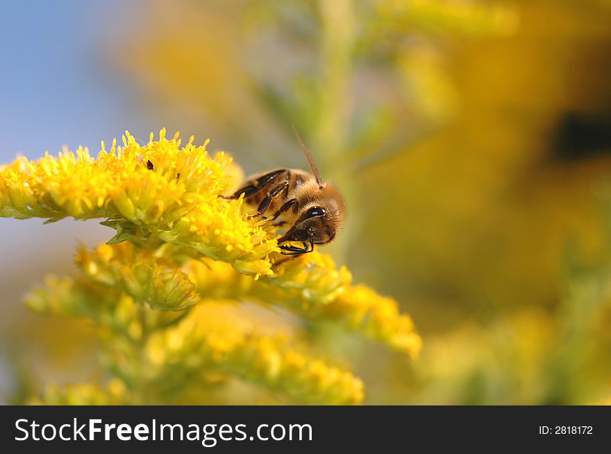 A honey bee lands on a brightly colored flower. A honey bee lands on a brightly colored flower.