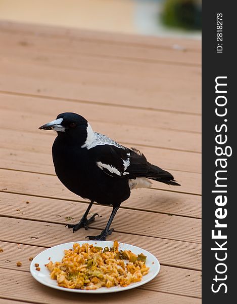 A magpie eating some left-over food. A magpie eating some left-over food.