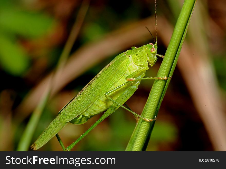 Tiny Green Color Grasshopper