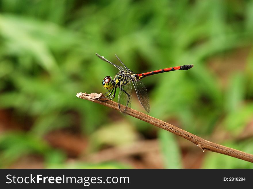 Colorful grasshopper in the gardens