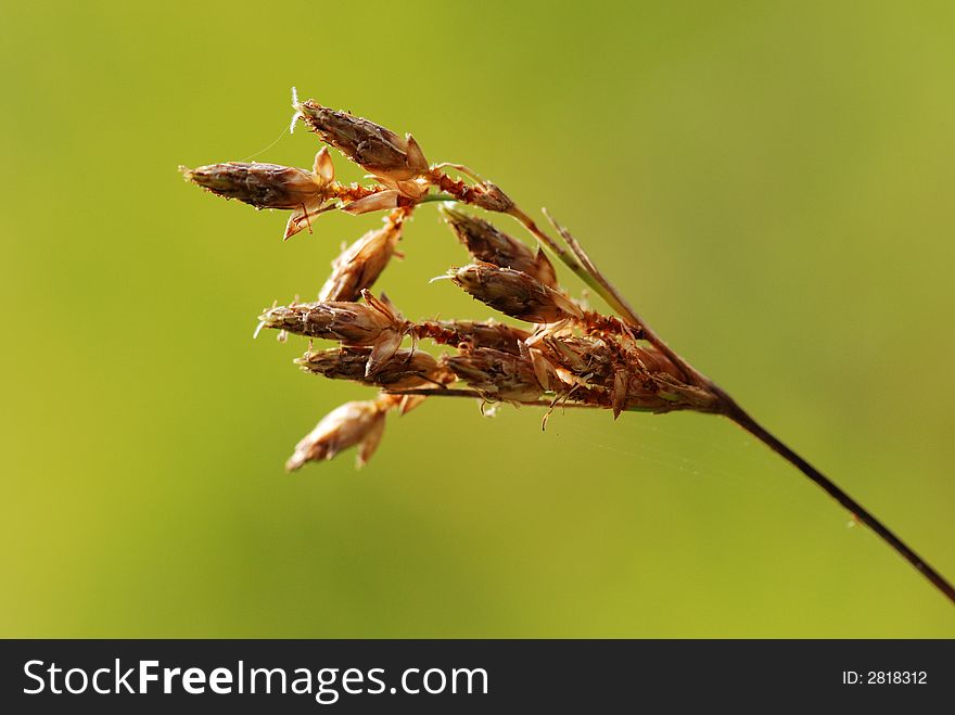 Dried Wild Flower In The Field