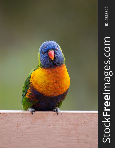 A Rainbow Lorikeet stares at me while I photograph him. A Rainbow Lorikeet stares at me while I photograph him.