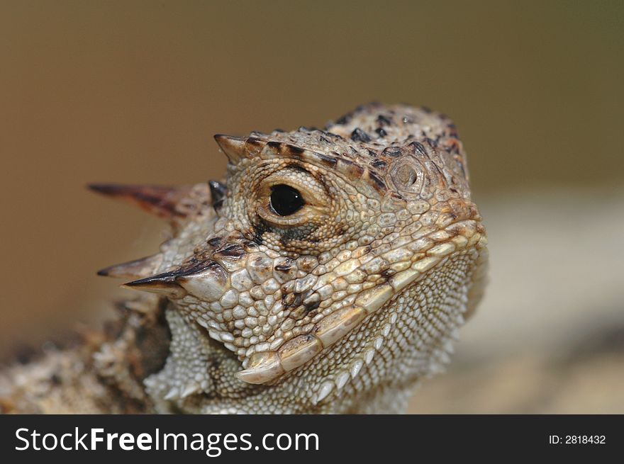 A macro photograph of a Texas horned lizard.