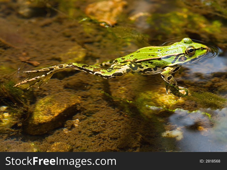 Common water frog or green frog in pond close-up. Common water frog or green frog in pond close-up