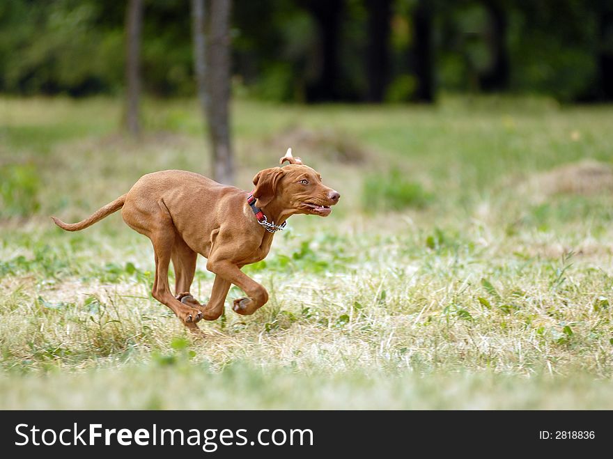 Hungarian vyzhla running in the forest. Hungarian vyzhla running in the forest