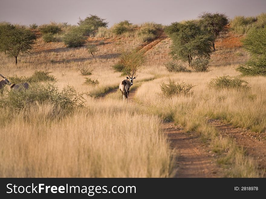 Sand dunes in Africa, desert