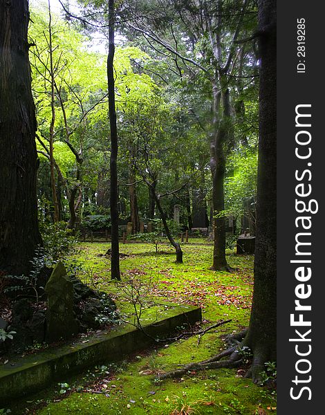 Walk way through lush green Japanese garden. Walk way through lush green Japanese garden