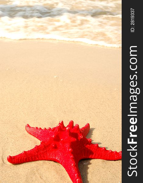 Red shell on the beach. Red shell on the beach