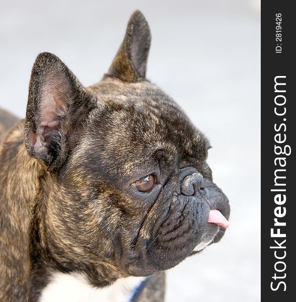 Portrait of Nice French Bulldog. Portrait of Nice French Bulldog