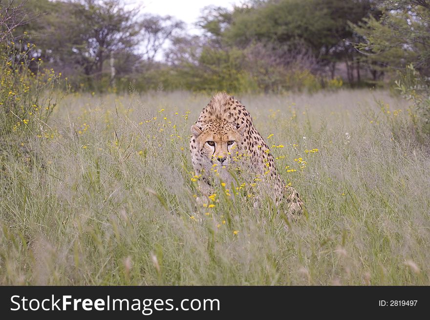 Cheetah crouching in african high grass. Cheetah crouching in african high grass