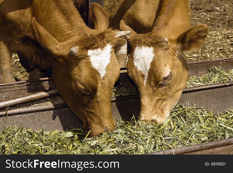 Two Cow Eat Grass