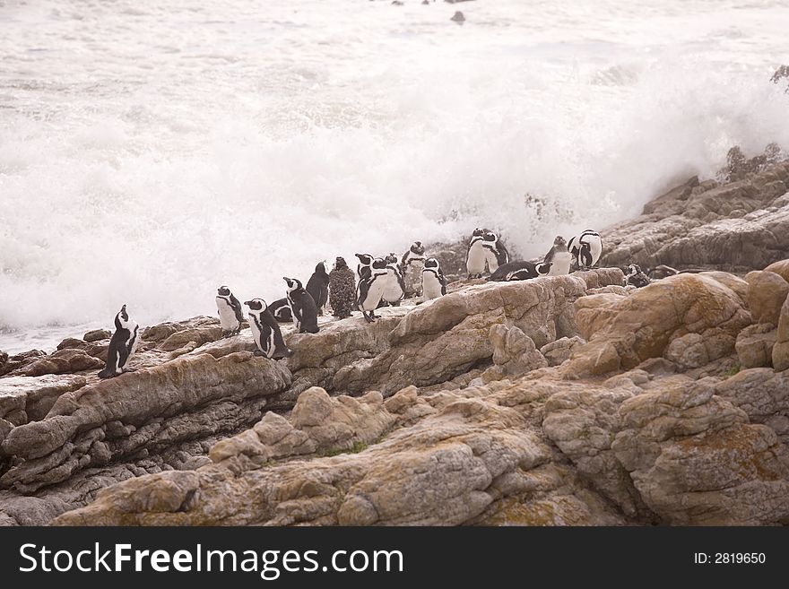 Penguins on rocks by the ocean
