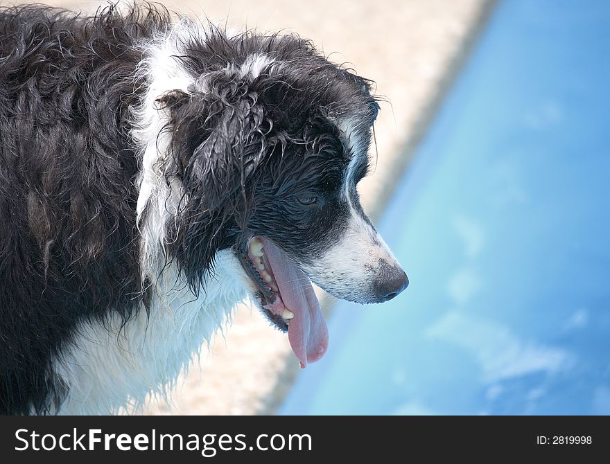 Black and white dog by the pool on sunny day