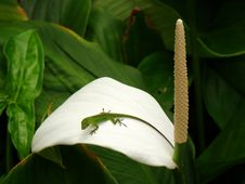 Green Lizard Sitting On A White Flower, Oahu, HI Royalty Free Stock Photography