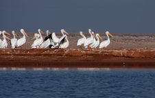 American White Pelicans Stock Image American White Pelicans Stock Image