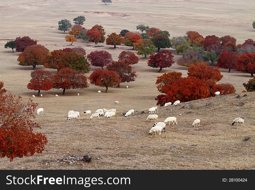 Multicolored color maple forest in Inner Mongolia, China.