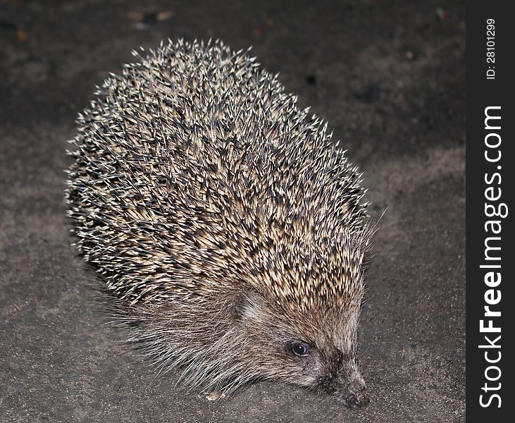 Walking hedgehog in the ground