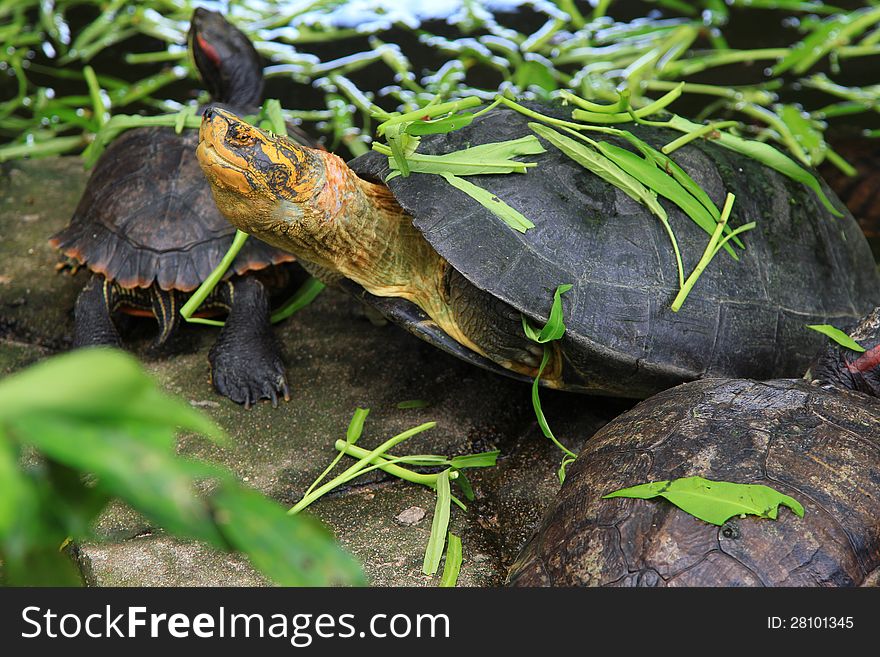 Closeup of turtles in pond