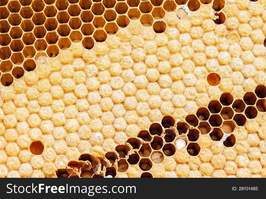 Yellow beautiful honeycomb background .