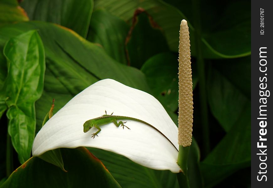 Green lizard sitting on a white flower, Oahu, HI