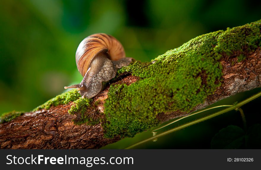 Garden Snail In Natural Habitat