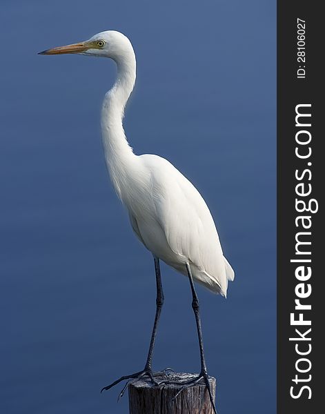 An egret looks for its prey. An egret looks for its prey