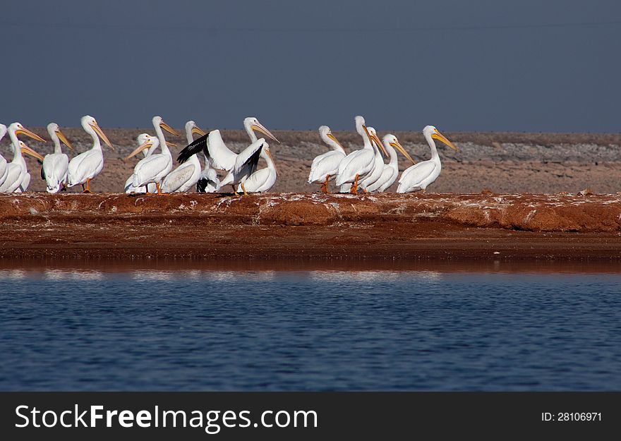 Photo of American White Pelicans taken at Lake Hefner in Oklahoma City in December, 2102