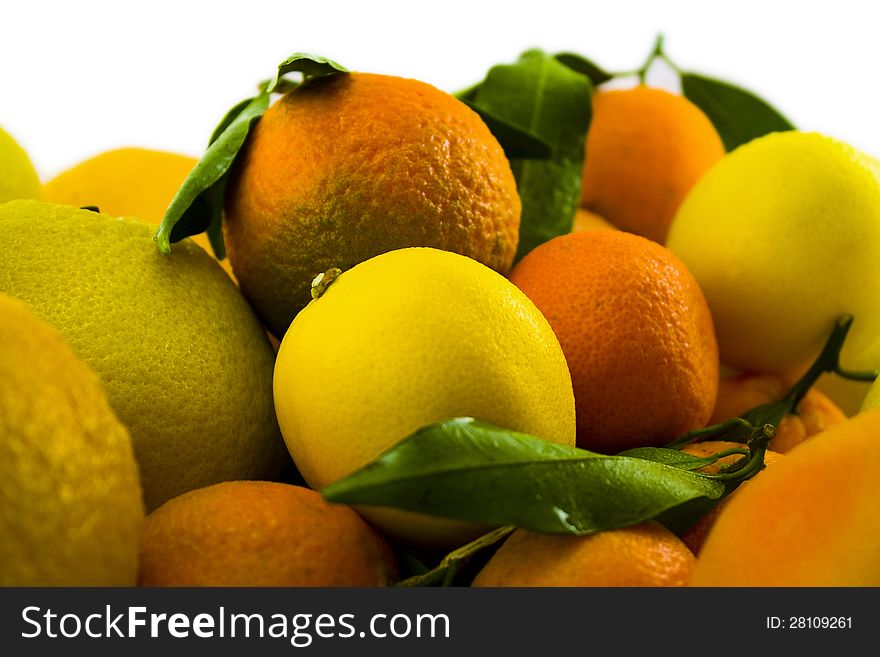 Different citrus fruits with leaves
