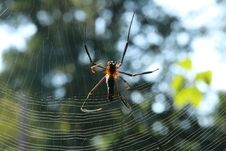 Free Cambodian Spider Waiting For His Victim On The Net. Royalty Free Stock Images - 281012529