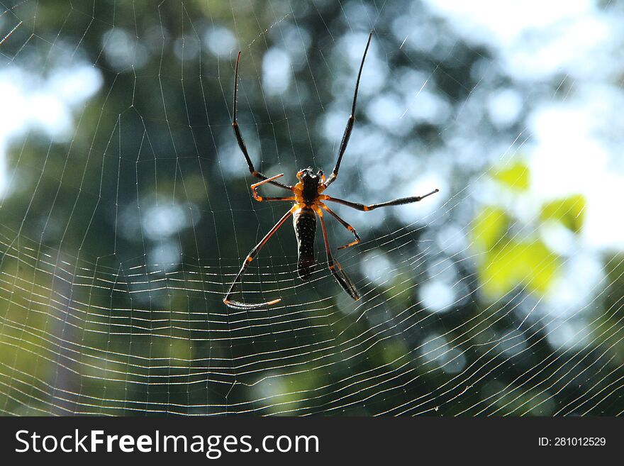 Cambodian Spider Waiting For His Victim On The Net.