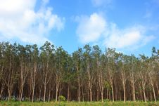 Rubber Tree Garden Landscape Stock Photo Rubber Tree Garden Landscape Stock Photo
