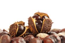 Chestnuts In Shell On White Background Royalty Free Stock Photography Chestnuts In Shell On White Background Royalty Free Stock Photography