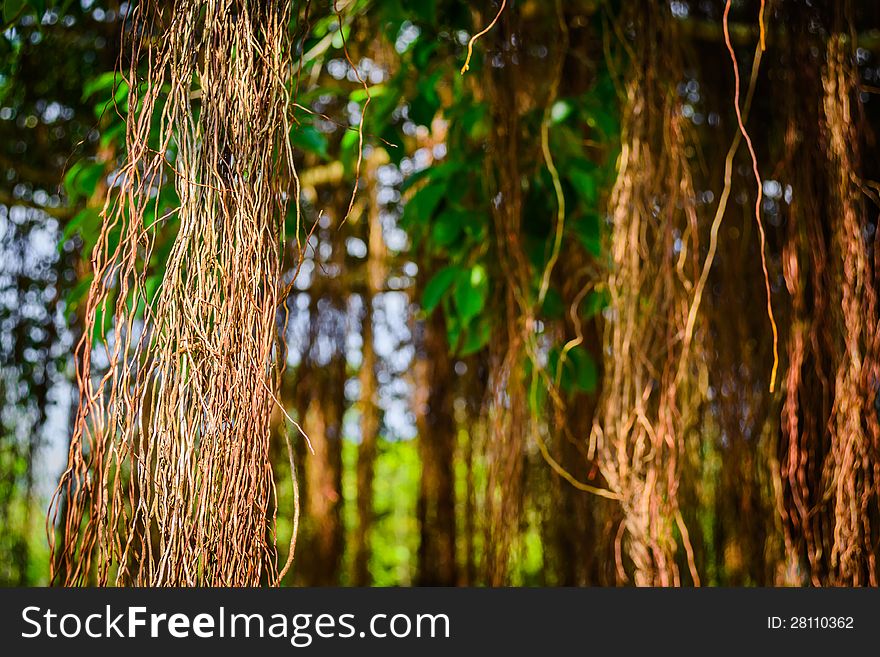 Close up air roots of banyan tree