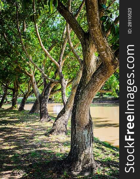 A row of tree in the park. A row of tree in the park