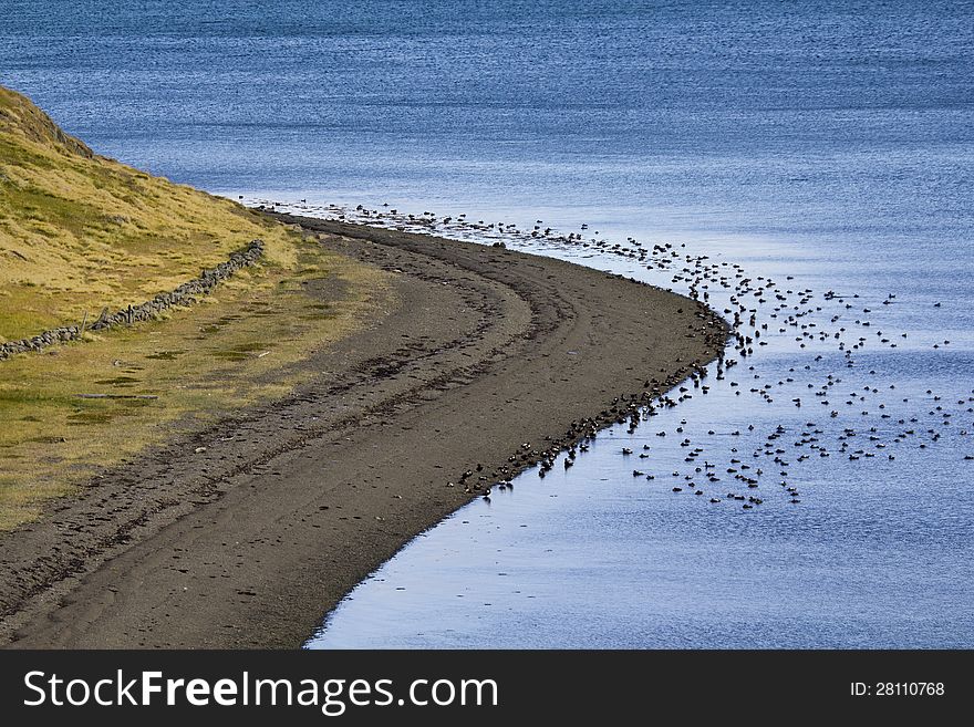 Beautiful Iceland Nature, bird swarm at the coastline. Beautiful Iceland Nature, bird swarm at the coastline