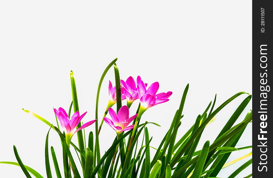 Rain lilies is isolated on white