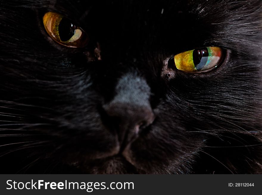 Portrait of the muzzle of a black cat .